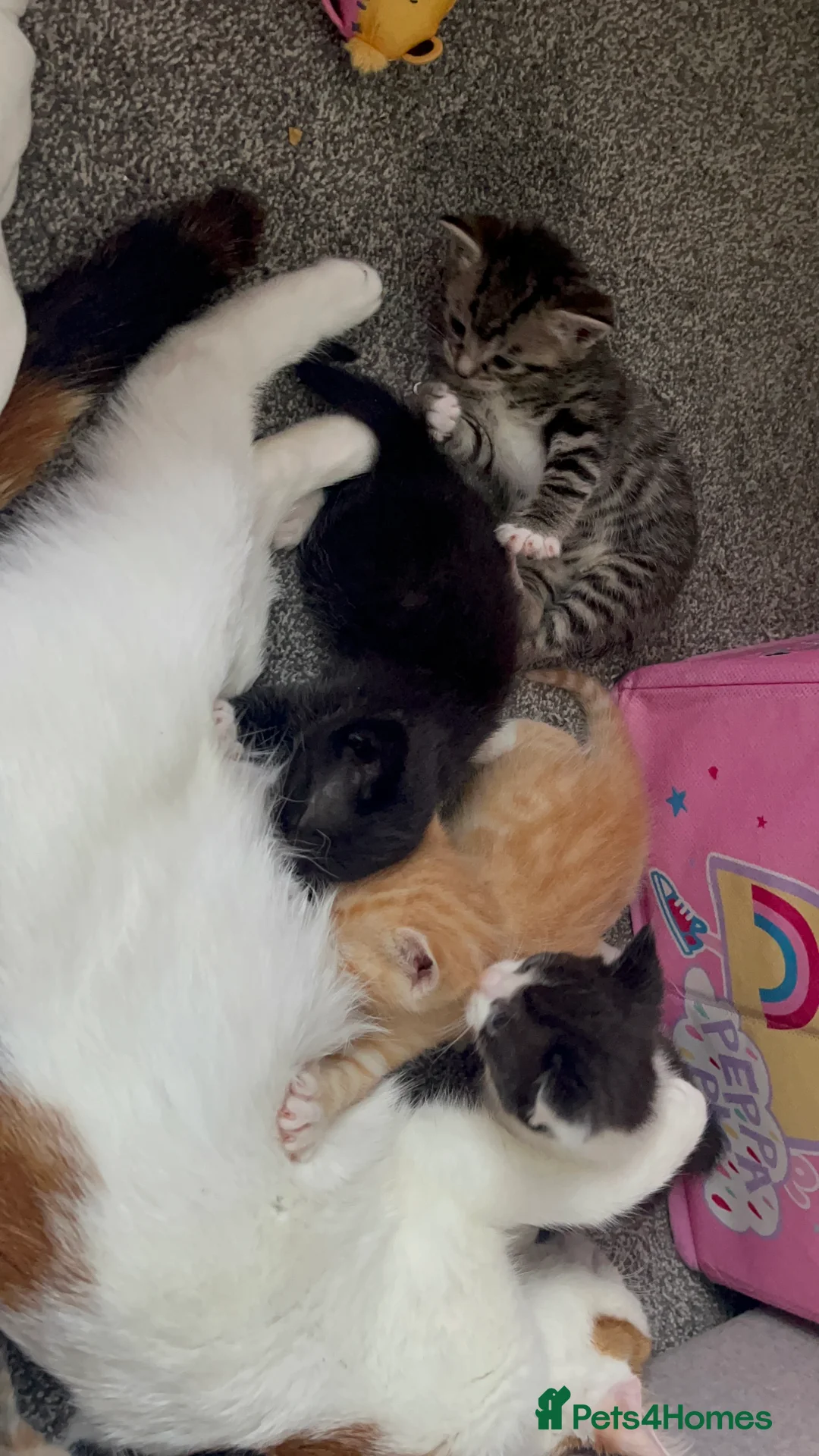 Domestic Shorthair cats for sale: Kittens for sale in Manchester - Advert 1