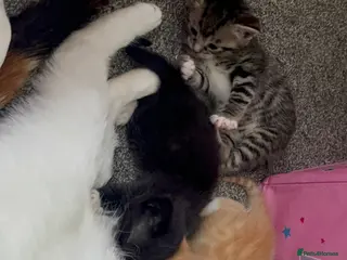 Domestic Shorthair cats Kittens for sale in Manchester - Advert 1