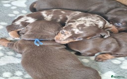 Miniature Dachshund dogs for sale: 6 beautiful miniature Dachshund 7 weeks old - Image 22