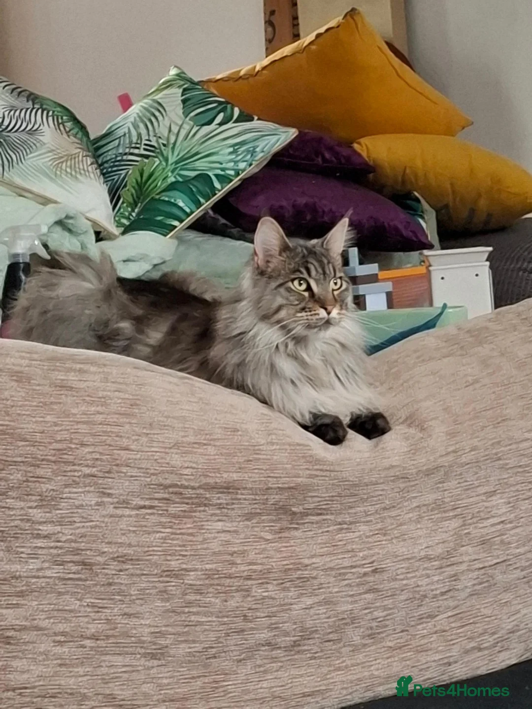 Maine Coon cats for sale: 2 year old Maine coon male cat in Kelty - Advert 2