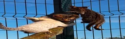 Savannah cats for sale: F5 SBT SNOW & BST SAVANNAHS KITTENS - Advert 11