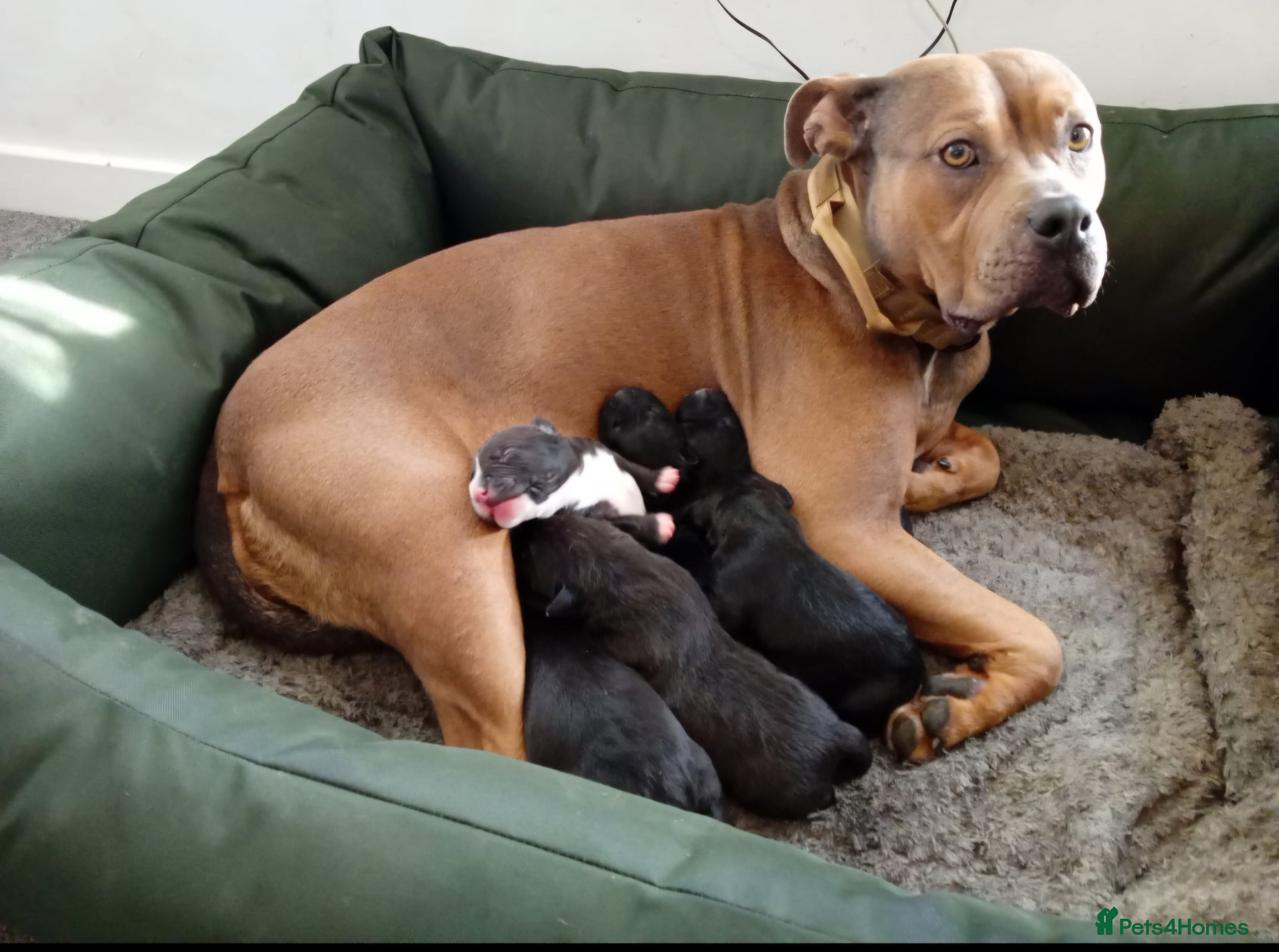 Mixed Breed dogs American staffordshire cross english bull terrier - Advert 2