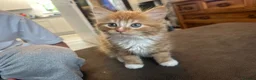 Mixed Breed cats for sale: Fluffy ginger male kitten  - Advert 4