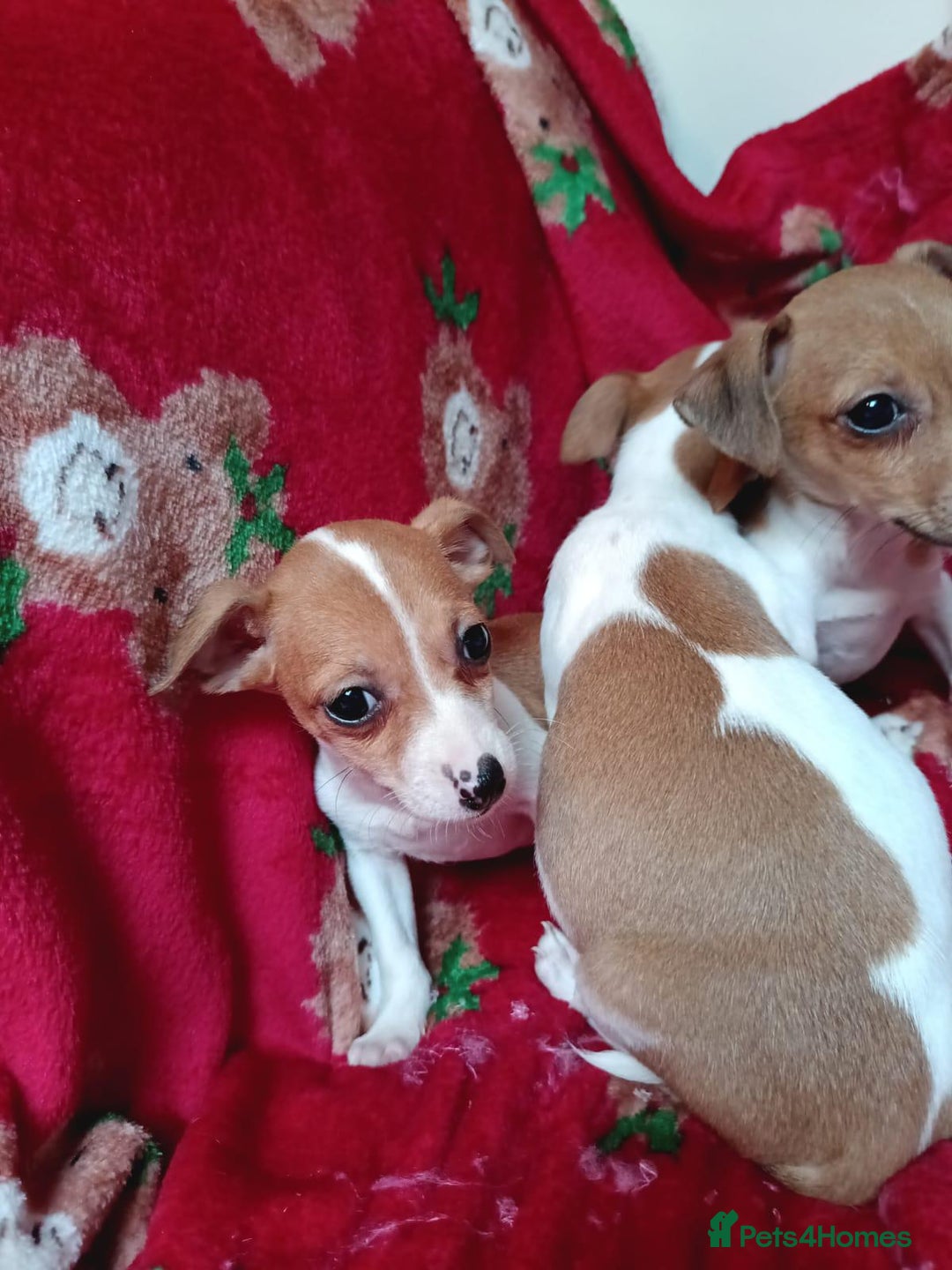 Jack Russell dogs for sale: Jack Russell puppies  - Image 5