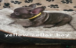 French Bulldog dogs for sale: Absolutely stunning chunky frenchbulldog puppies  - Image 10