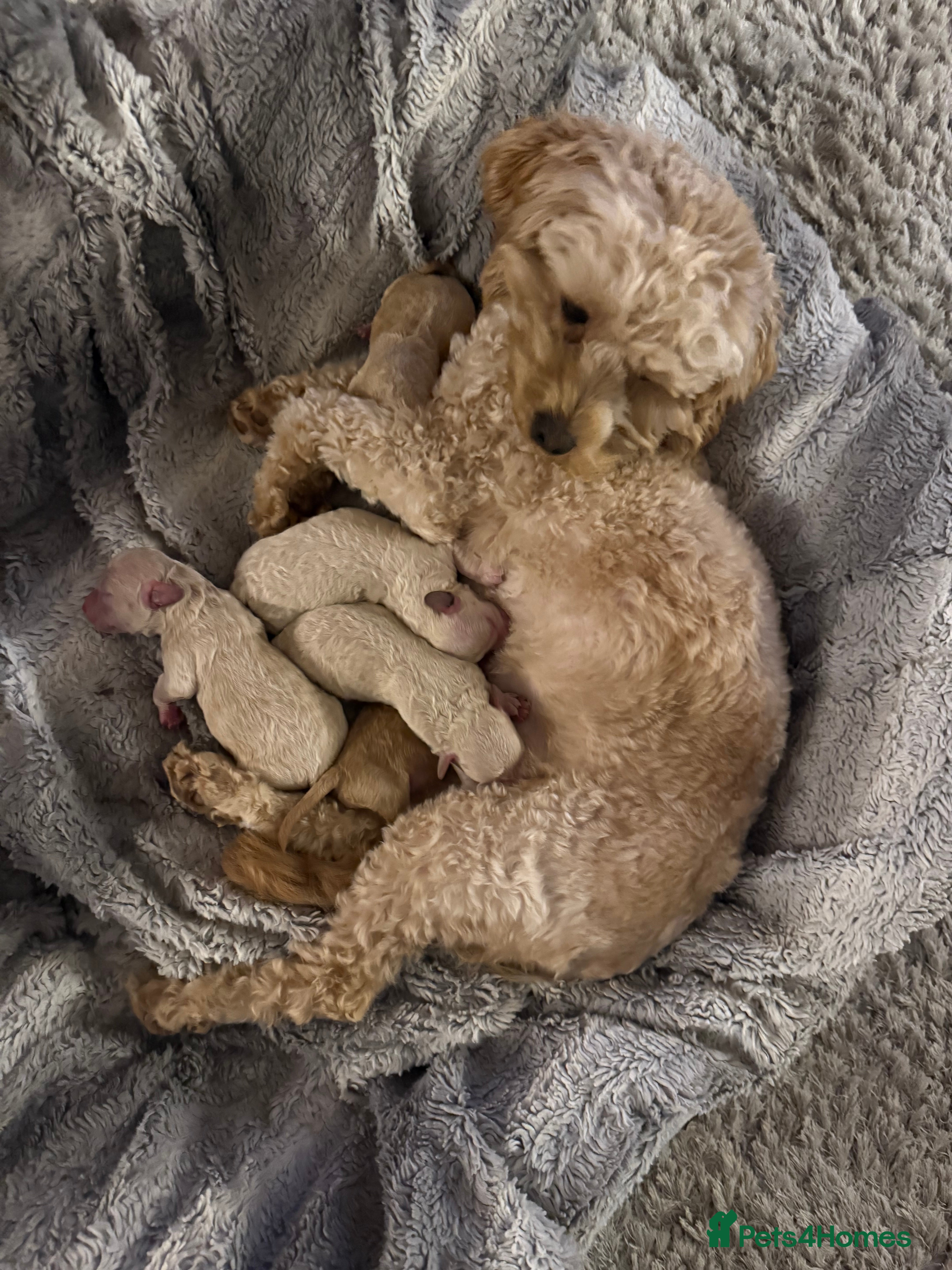 Maltipoo dogs Real life teddy bears 🧸  - Advert 1