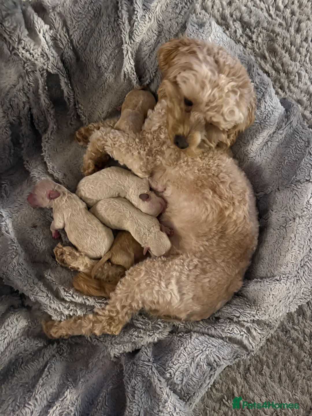 Maltipoo dogs for sale: Ready this week 🧸 - Advert 24