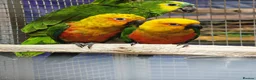 Parrots birds for sale: PARAKEETS/PARROTS/AMAZONs available  - Advert 3