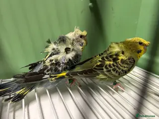 Budgerigars birds Helicopter/Hagoromo budgies for sale, good health - Advert 10