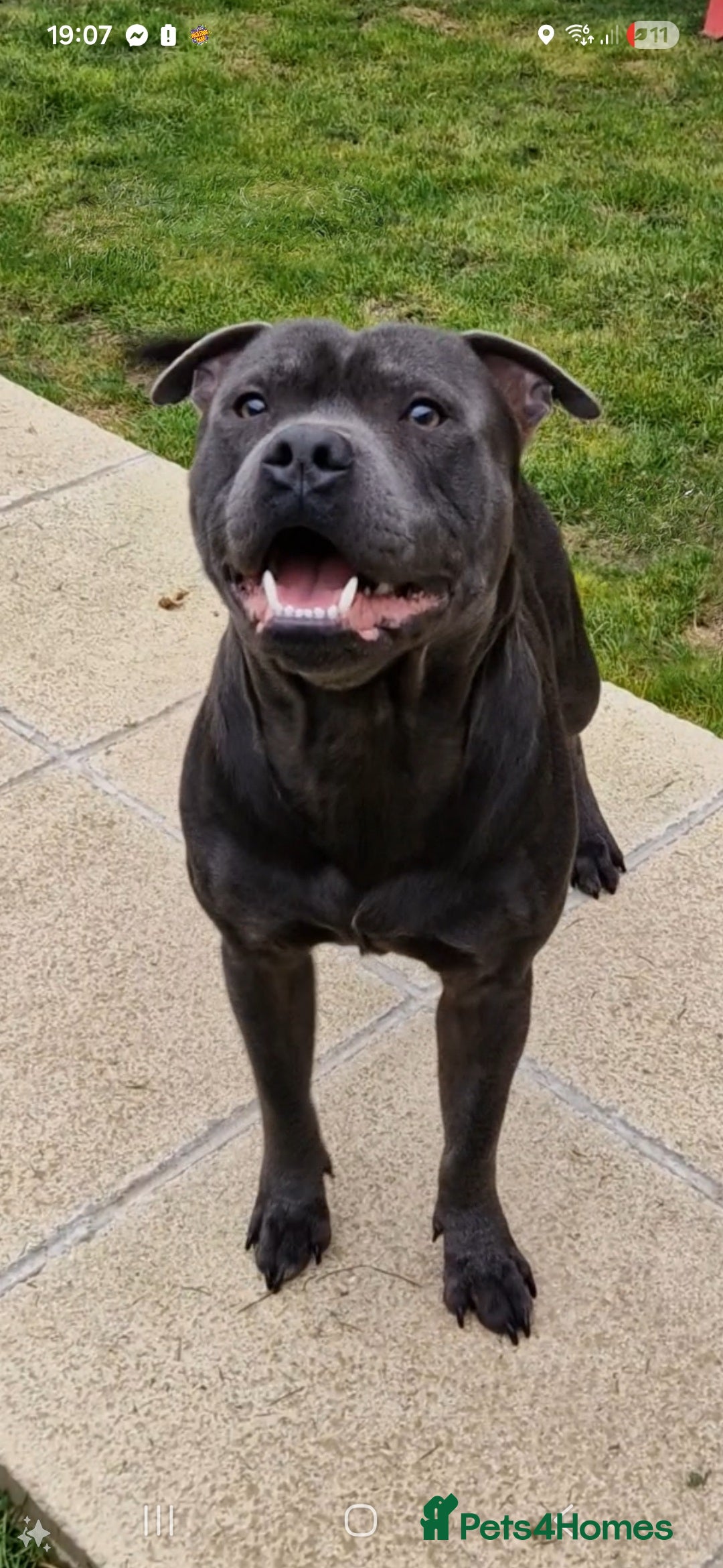 Staffordshire Bull Terrier dogs Ace, Proven blur staffie stud  - Advert 1