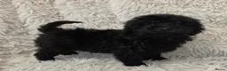 Toy Poodle dogs for sale: KC REGISTERED TOY POODLES FULLY HEALTH TESTED  - Advert 10