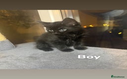 British Longhair cats for sale: British Longhair mix Kittens  - Image 3