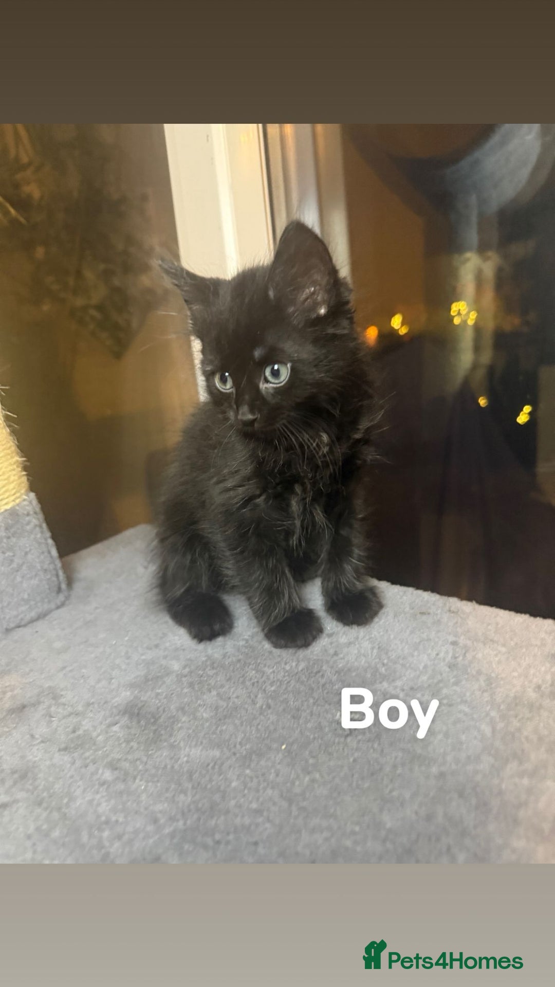 British Longhair cats for sale: British Longhair mix Kittens  - Image 3