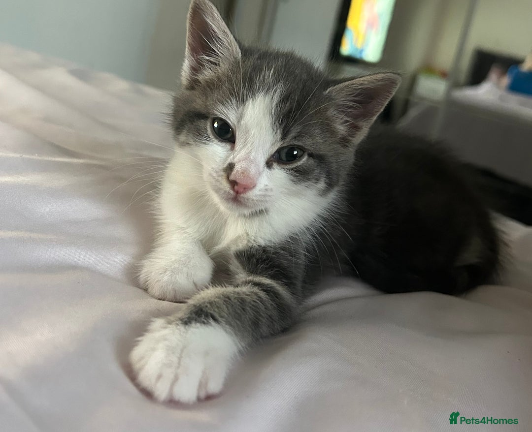 Mixed Breed cats for sale: Male kitten for sale..8 weeks old xx - Image 3