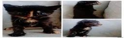 Mixed Breed cats for sale: Kittens mixed breed  - Advert 5