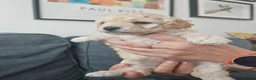 Mixed Breed dogs for sale: Cavapoochon puppies  - Advert 21