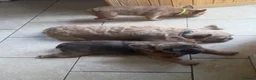 French Bulldog dogs for sale: 2 gorgeous French bulldog puppies *REDUCED* - Advert 10