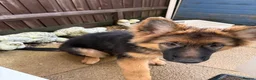 German Shepherd dogs for sale: KC registered GSD bitch  - Advert 5