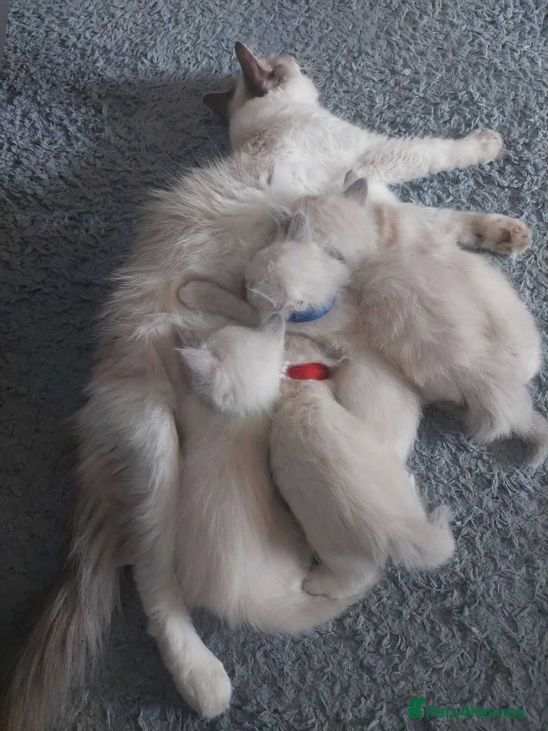 Ragdoll cats for sale: 5 Beautiful Ragdoll Kittens  in Hereford - Advert 1