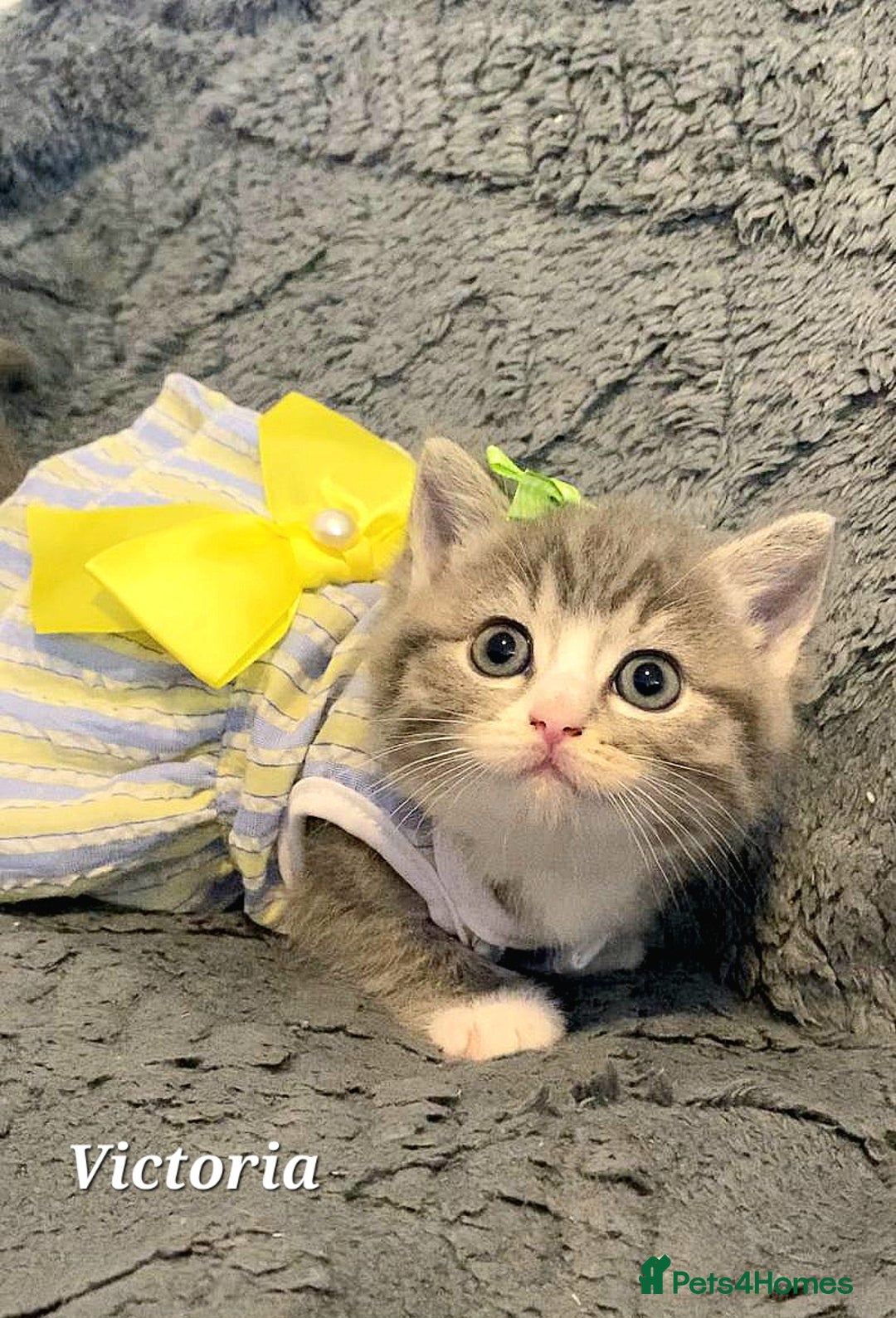 British Shorthair cats for sale: Little princess 👸  - Advert 6