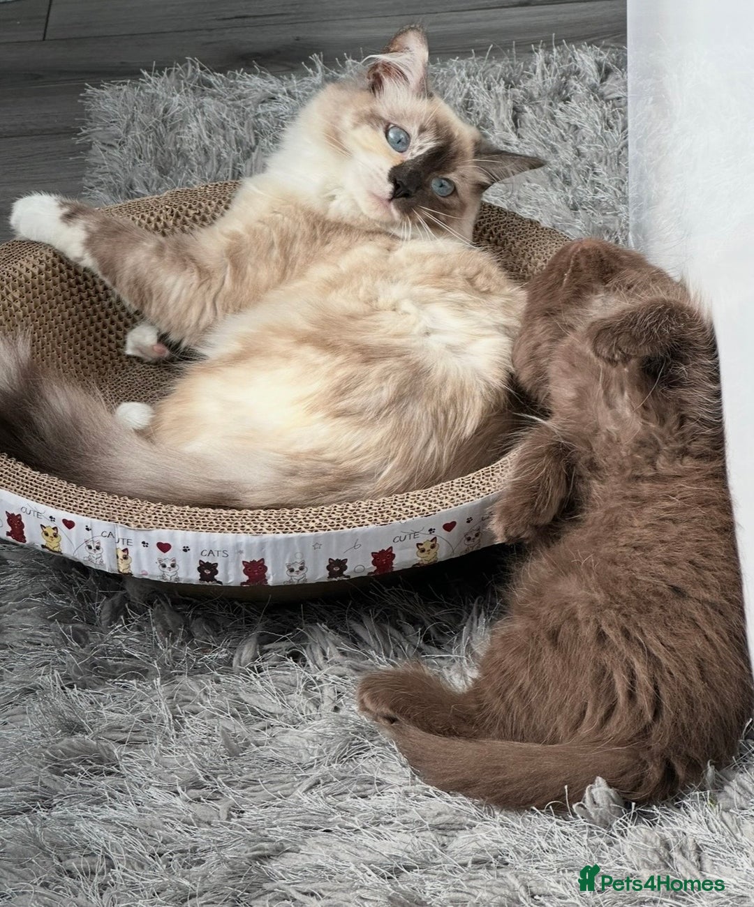 Mixed Breed cats for sale: BSH Ragdoll mix kittens - Advert 16