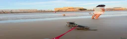 Staffordshire Bull Terrier dogs for sale: 10 month old blue Staffy - Advert 11