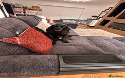 Mixed Breed dogs for sale: Adorable f2B Cockapoos  - Advert 7