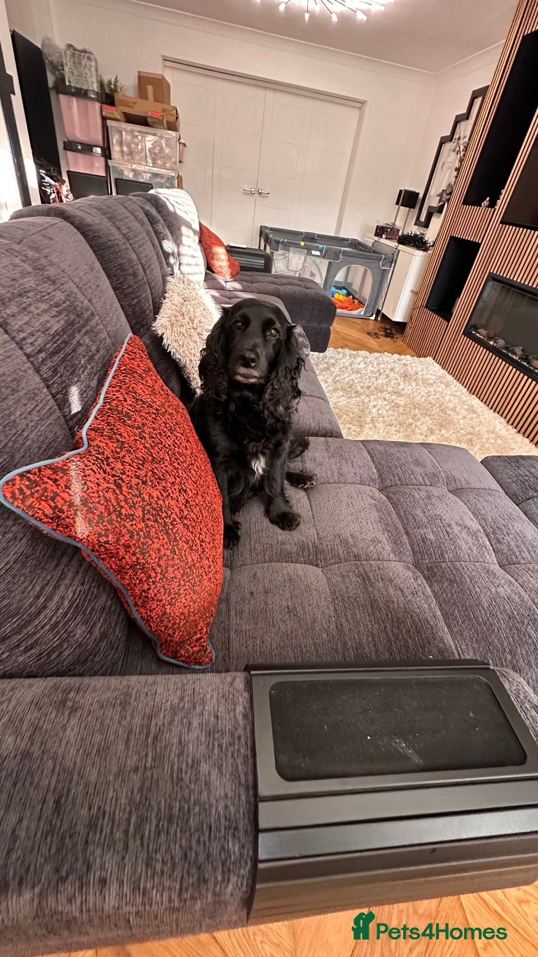 Mixed Breed dogs for sale: Adorable f2B Cockapoos  - Advert 7