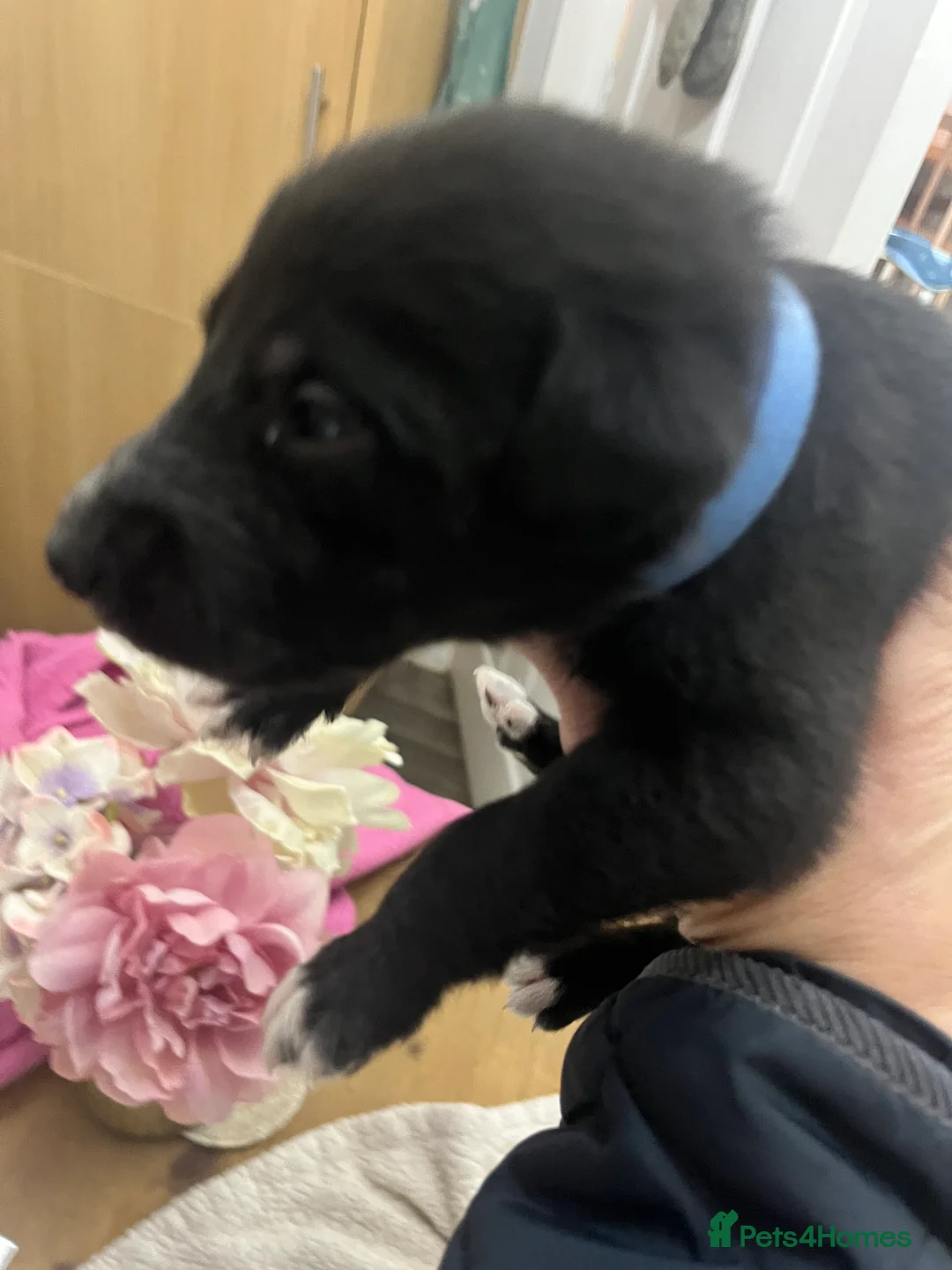 Bedlington Terrier dogs for sale: Beautiful Bedy/whippet Pups in Halstead - Advert 20