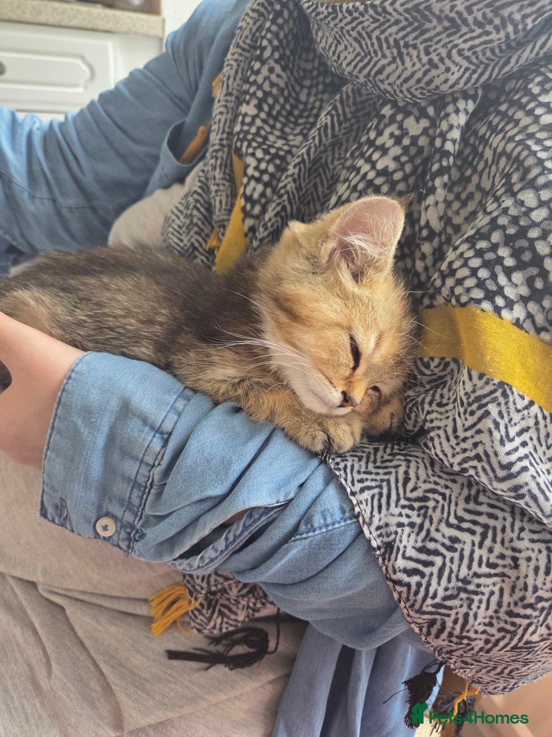 British Shorthair cats for sale: Beautiful 5 kittens  - Image 11
