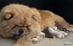 Chow Chow dogs for sale: 🧸🧸Beautiful litter of chow chow puppies🧸🧸 - Image 16