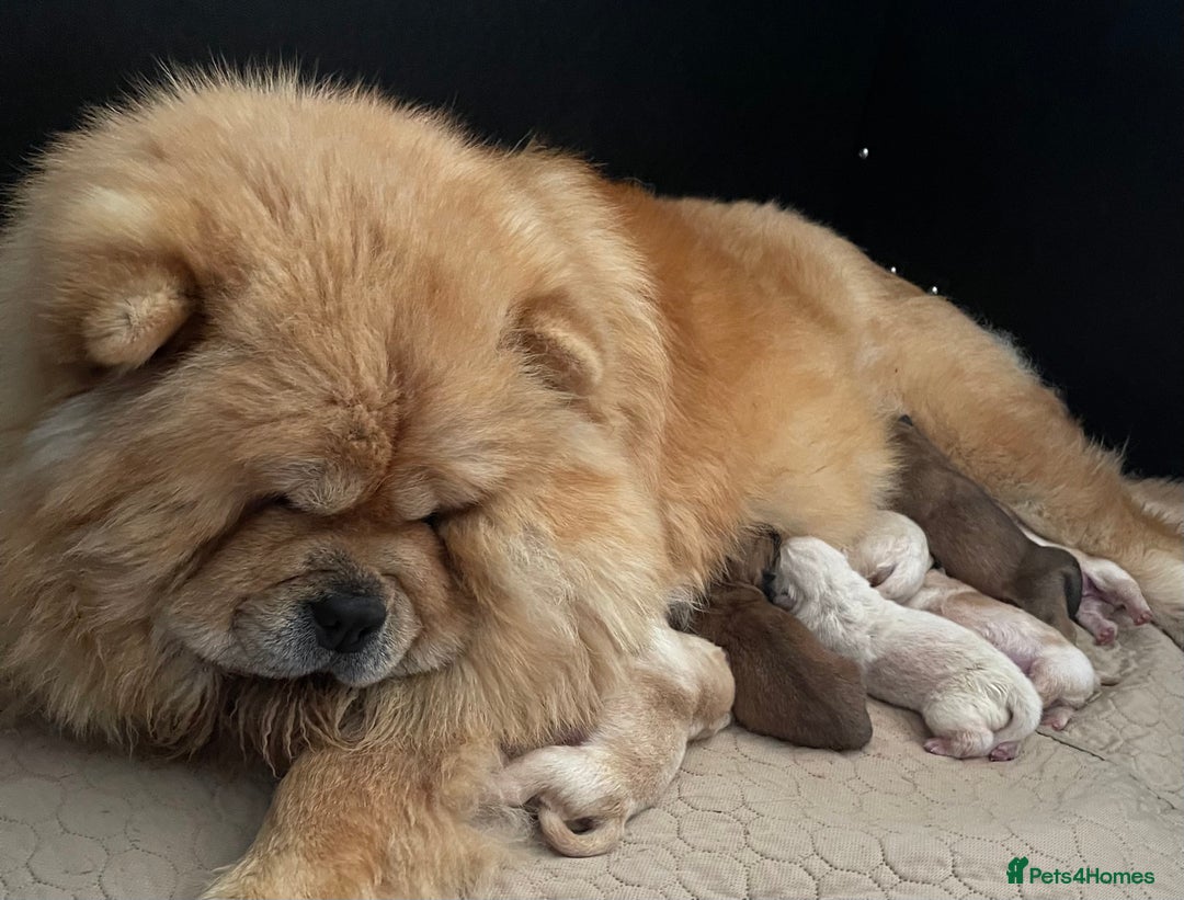 Chow Chow dogs for sale: 🧸🧸Beautiful litter of chow chow puppies🧸🧸 - Image 16