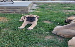 Bullmastiff dogs for sale: K.c registered Bullmastiff puppies  - Image 8
