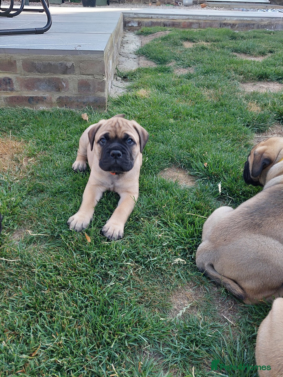 Bullmastiff dogs for sale: K.c registered Bullmastiff puppies  - Image 8