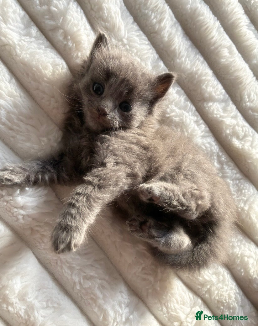 Mixed Breed cats 6 Fluffy kittens left - Advert 11