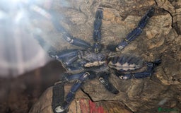 Spiders invertebrates for sale: Gotty tarantula  - Image 2