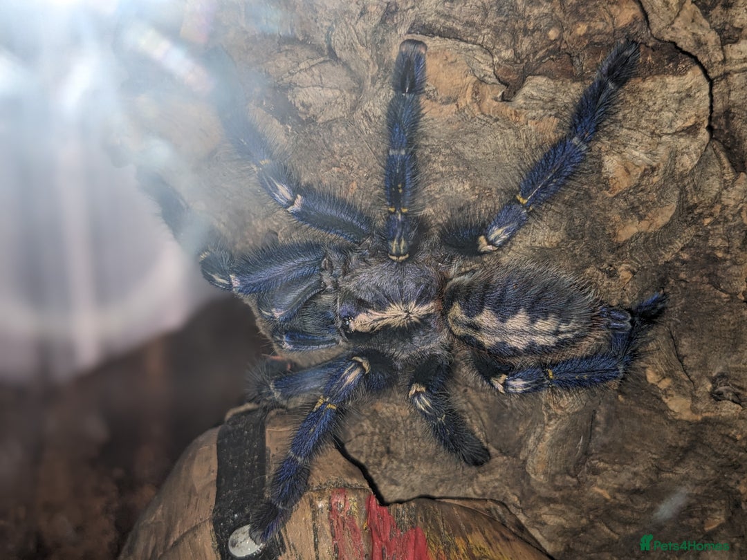 Spiders invertebrates for sale: Gotty tarantula  - Image 2
