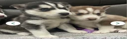 Siberian Husky dogs for stud: ALL THE SINGLE LADIES - My Siberian Husky is ready - Advert 31