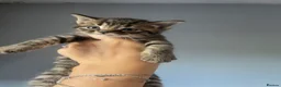 Mixed Breed cats for sale: 4 mixed kittens  - Advert 7