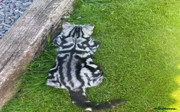 British Shorthair cats for sale: GCCF Rare Show Quality BSH Silver Tabby Kittens - Image 28