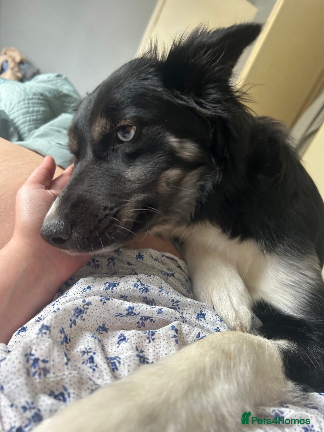 Mixed Breed dogs for sale: Bella border collie husky - Image 1