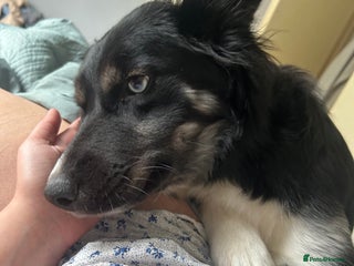 Mixed Breed dogs - Advert 3