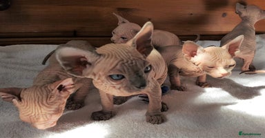Sphynx cats - Advert 1