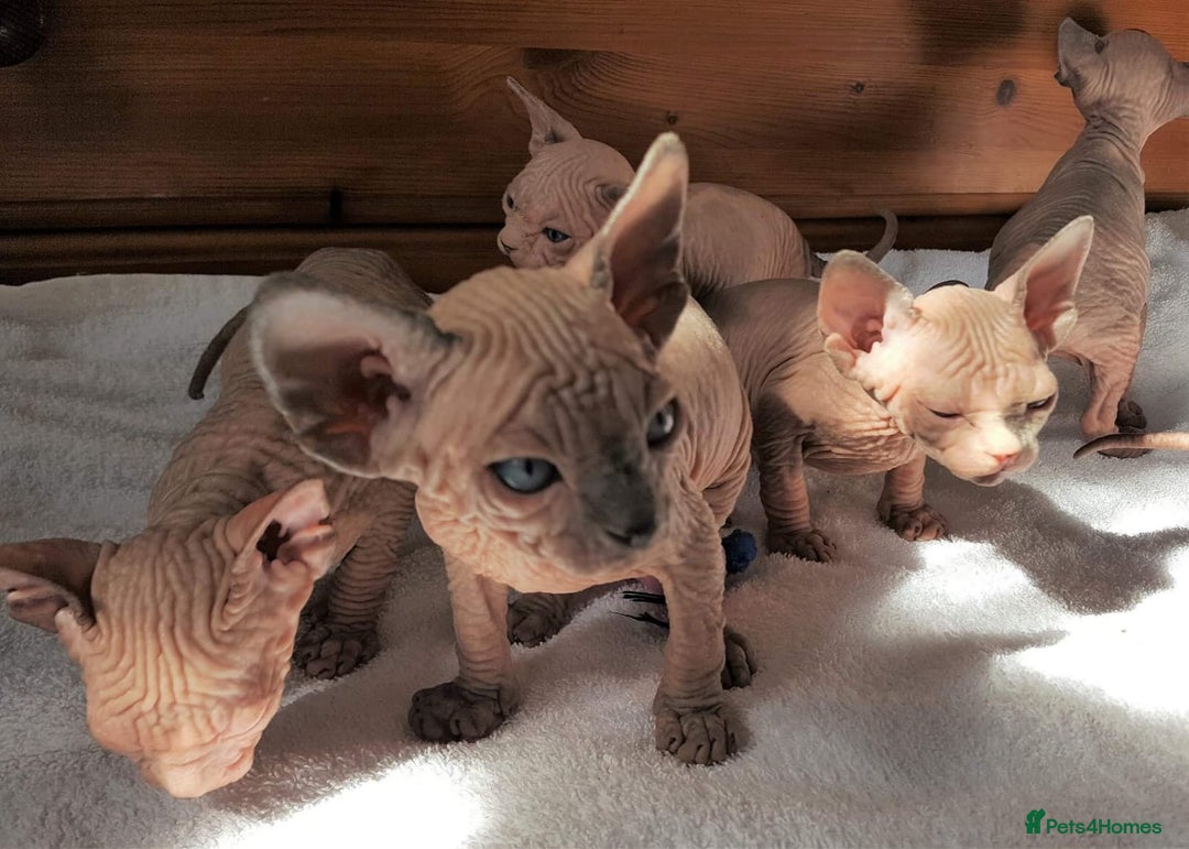 Sphynx cats for sale: Sphynx Kittens - Image 3