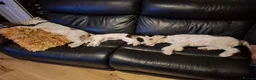 Fox Terrier dogs for sale: Gorgeous Wire haired fox terrier  - Advert 8