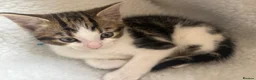 British Shorthair cats for sale: Kittens *ONLY 1 BOYS LEFT* - Advert 10