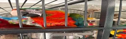 Macaws birds for sale: Scarinde macaw - Advert 2