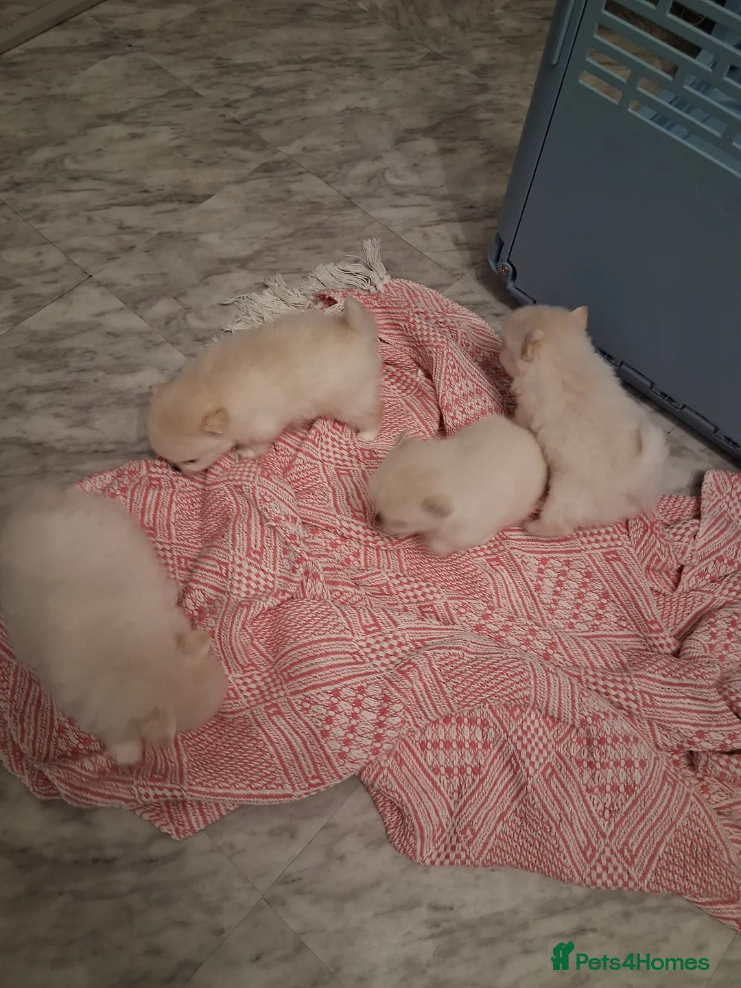 Pomeranian dogs for sale: 💖RARE PURE WHITE POMMERAINIAN💝 - Advert 3