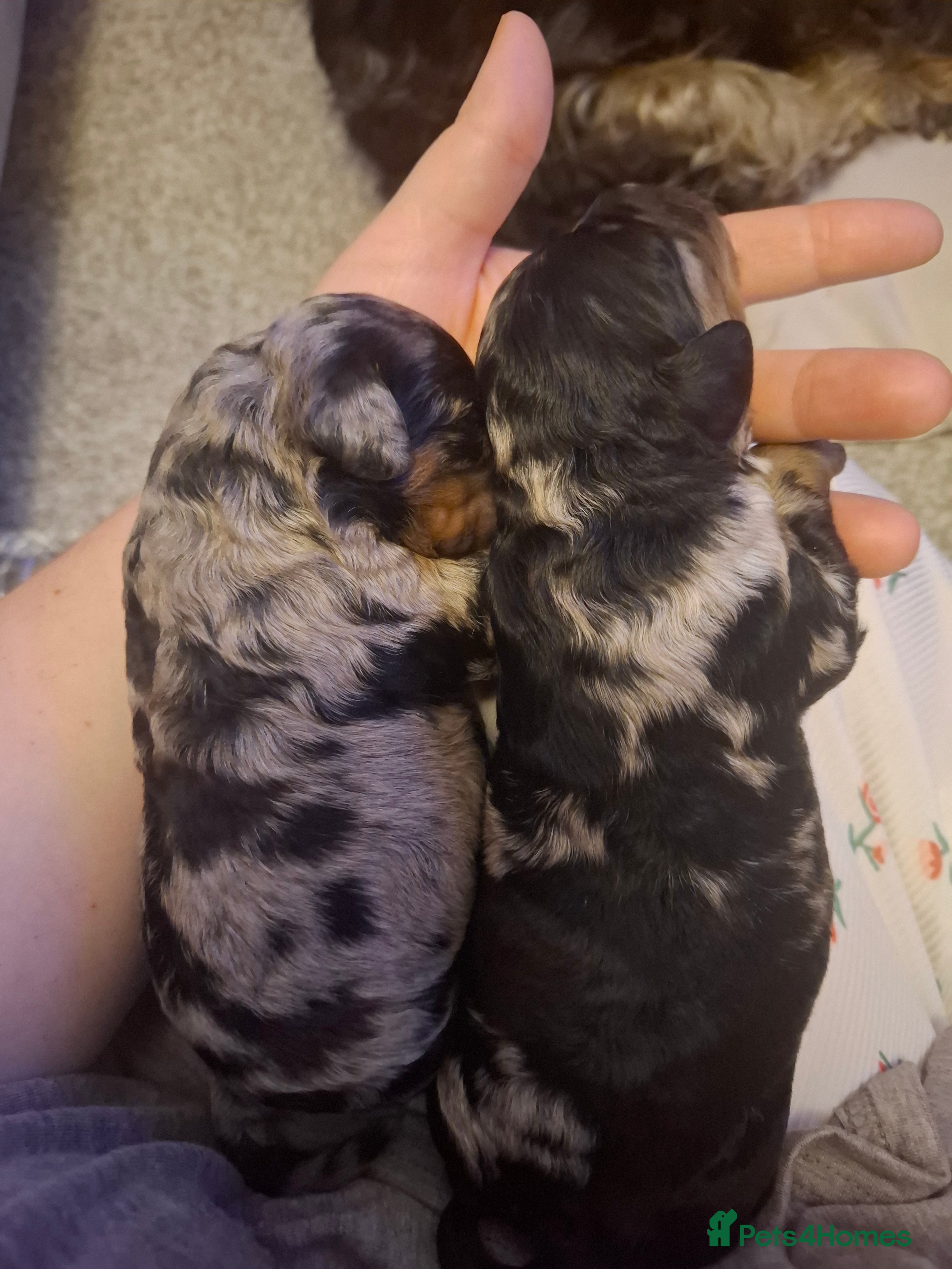 Cockapoo dogs F2b cockapoo pups - Advert 1