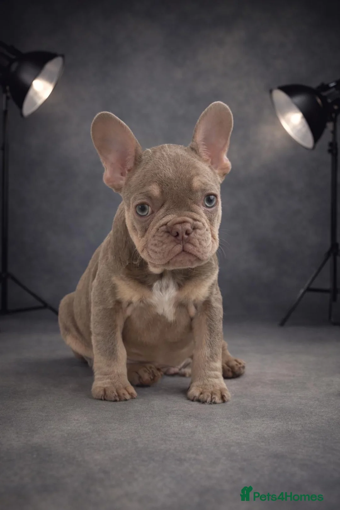 French Bulldog dogs for sale: Kc registered new shade french bulldog puppies  - Advert 1